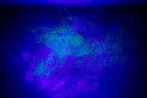 How to Identify Pet Damage in Your Rental Property 6 blacklight