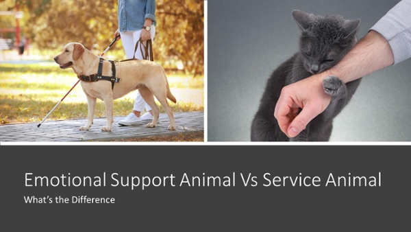 How to Identify Pet Damage in Your Rental Property 9 Split image of a service dog on the left and a kitten on the right