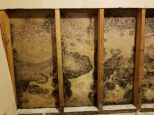 Remediation: A Scary Word 3 mold on back of drywall