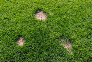 How to Identify Pet Damage in Your Rental Property 4 pawprints in the grass lawns