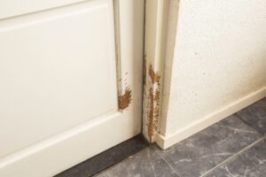 How to Identify Pet Damage in Your Rental Property 3 pet scratch